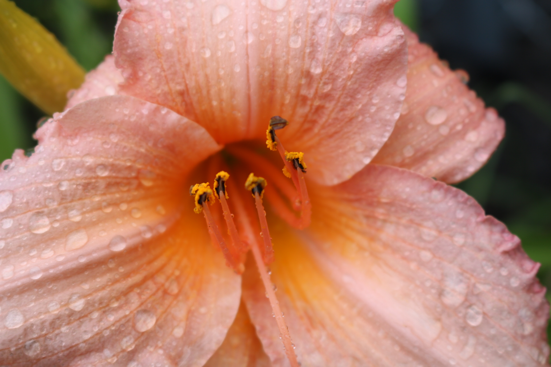 rain droplets on lily